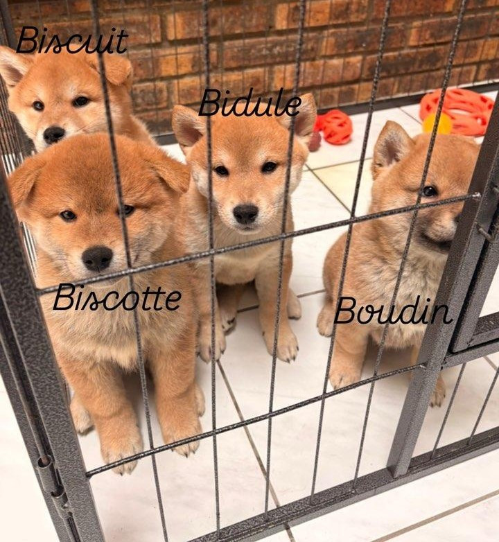Chiot Shiba Des Brumes D'Akanes