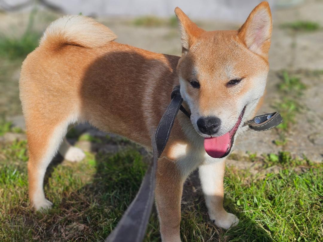 Des Brumes D'Akanes - Chiots disponibles - Shiba