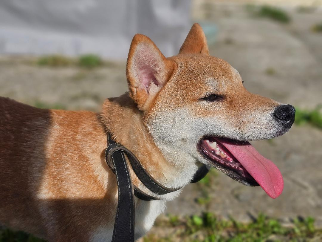 Des Brumes D'Akanes - Chiots disponibles - Shiba